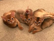 🇨🇦🇨🇦Beautiful Abyssinian Kittens Available Txt or Call Us at (647)247-8422🇨🇦🇨