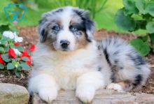 🐶🐶🐶Beautiful Australian Shepherd puppies Text or Call Us at (647)247-8422🇨🇦🇨🇦