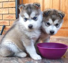 ❤️Beautiful Siberian husky puppies❤️*Text or Call Us at (647)247-8422🇨🇦🇨🇦