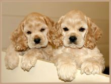 🐶🐶Cavapoo Puppies for adopttion Text or Call Us at (647)247-8422🇨🇦🇨🇦
