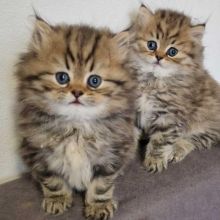 🇨🇦🇨🇦Persian Kittens pedigree registered🇨🇦🇨🇦 Txt or Call Us at (647)247-8422