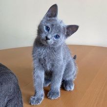 😻😻Russian blue kittens Available Txt or Call Us at (647)247-8422😻😻