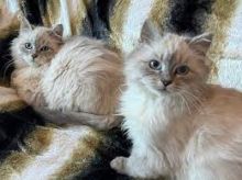 🇨🇦🇨🇦Siberian Kittens Available Txt or Call Us at (647)247-8422🇨🇦🇨🇦