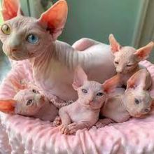 🇨🇦🇨🇦Sphinx Kittens Available Txt or Call Us at (647)247-8422🇨🇦🇨🇦
