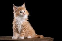🇨🇦🇨🇦Stunning Pedigree Maine Coon Kittens Txt or Call Us at (647)247-8422🇨🇦🇨🇦