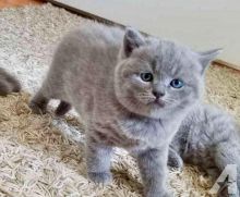 beautiful British shorthair kittens Txt or Call at (647)247 8422