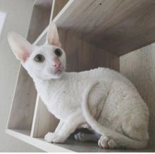 Devon Rex Kitten Available Txt or Call Us at (647)247-8422