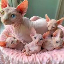 healthy Sphynx kitten Available Txt or Call Us at (647)247-8422