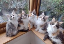 Maine coon kittens Available Txt or Call at (647)247 8422