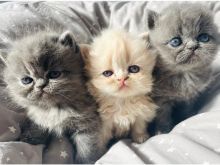 Persian Kittens Available Txt or Call Us at (647)247-8422