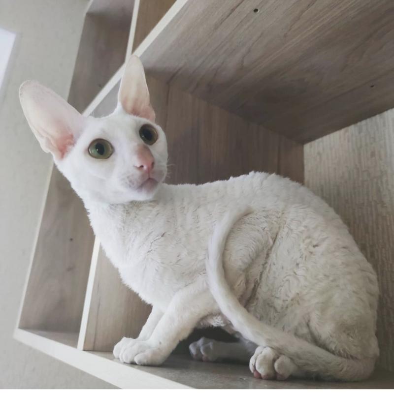 Devon Rex Kitten Available Txt or Call Us at (647)247-8422 Image eClassifieds4u