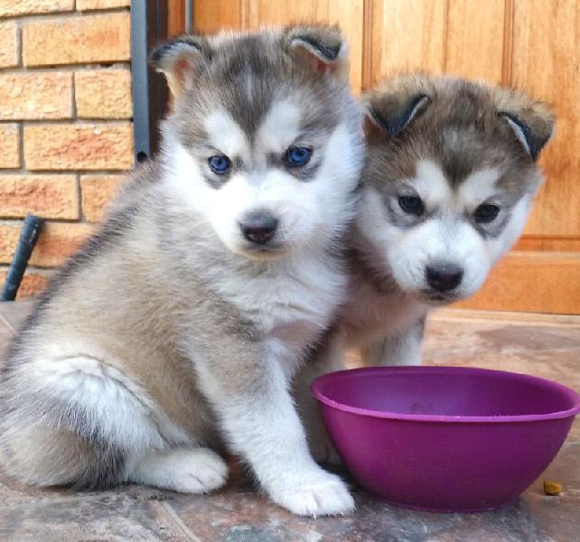 Female and male Siberian Husky*Text or Call Us at (647)247-8422 Image eClassifieds4u