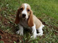 🐶🐶Adorable Basset Hounds Text or Call Us at (647)247-8422 🇨🇦 Image eClassifieds4U