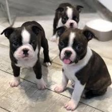 🇨🇦🇨🇦Boston Terrier Puppies For Adoption Text or Call Us at (647)247-8422🇨🇦🇨🇦 Image eClassifieds4U