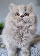 🇨🇦🇨🇦British Shorthair kitten for sale Txt or Call Us at (647)247-8422 🇨🇦🇨🇦 Image eClassifieds4U