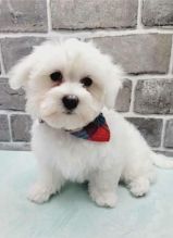 ❤️Fullbreed Maltese puppies❤️*Text or Call Us at (647)247-8422🇨🇦🇨🇦 Image eClassifieds4u 2