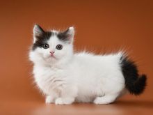 🦊🦊Munchkin Kitten Available Txt or Call Us at (647)247-8422. 🦊🦊 Image eClassifieds4U
