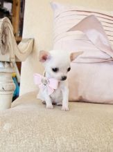 ❤️Pure breed Chihuahua Puppies❤️*catalinamarisol3@gmail.com*(201) 742-7157 Image eClassifieds4u 2