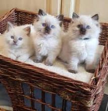 🇨🇦🇨🇦 Ragdoll Kittens Available Txt or Call Us at (647)247-8422🇨🇦🇨🇦 Image eClassifieds4U