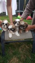 🇨🇦🇨🇦Shih Tzu Puppies Avalaible For Sale*Text or Call Us at (647)247-8422 🇨🇦🇨 Image eClassifieds4u 3