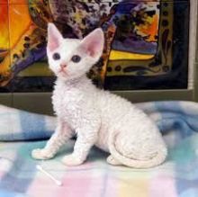 Beautiful Devon Rex Kittens Txt or Call Us at (647)247-8422 Image eClassifieds4U