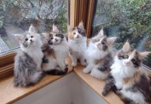 Maine coon kittens Available Txt or Call at (647)247 8422 Image eClassifieds4U
