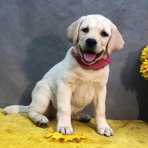 We have two Labrador Retriever pups for re homing Image eClassifieds4u