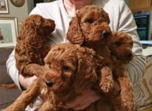 ***Coc.kapoo Puppies*** 1 Boy & 1 Girl *** Available