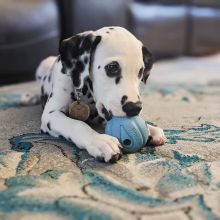 We have a Male and Female Dalmatian beautiful puppies