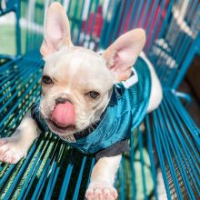 Cute and Adorable French Bulldog puppies for Sale send text 424-240-5170