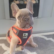 Excellent French bulldog puppies send text 424-240-5170