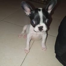 Lovely French bulldog puppies seeking a new home Call or send text 424-240-5170