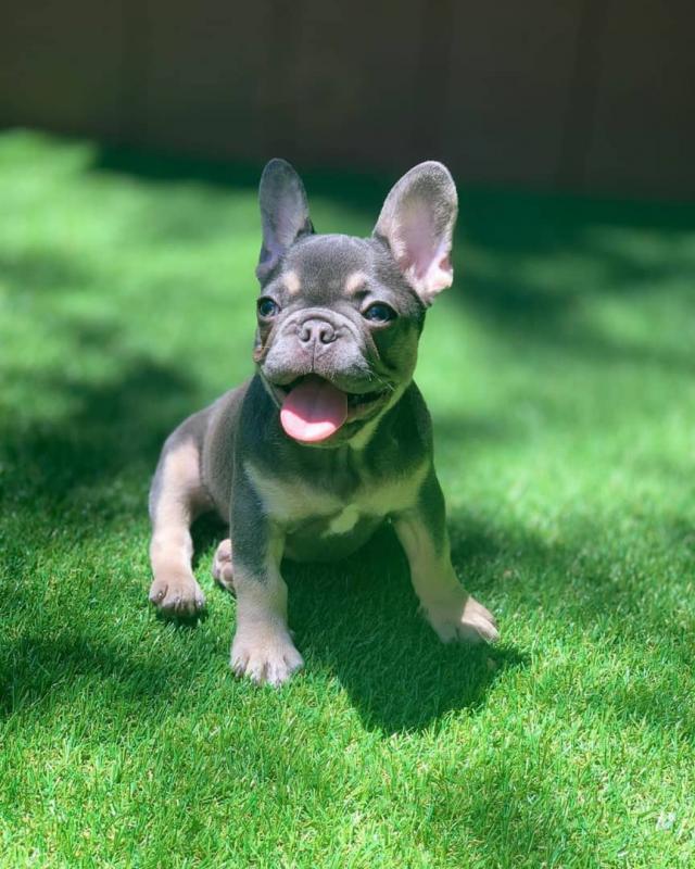 Amazing French Bulldog Puppies Call or send text 424-240-5170 Image eClassifieds4u