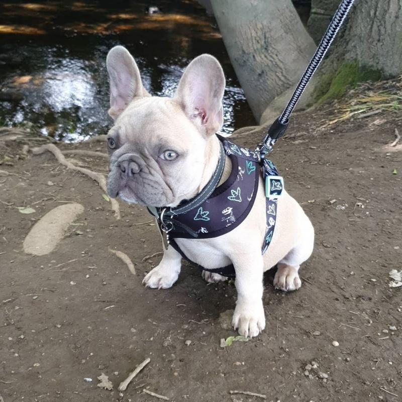 Amazing French Bulldog Puppies Call or send text 424-240-5170 Image eClassifieds4u