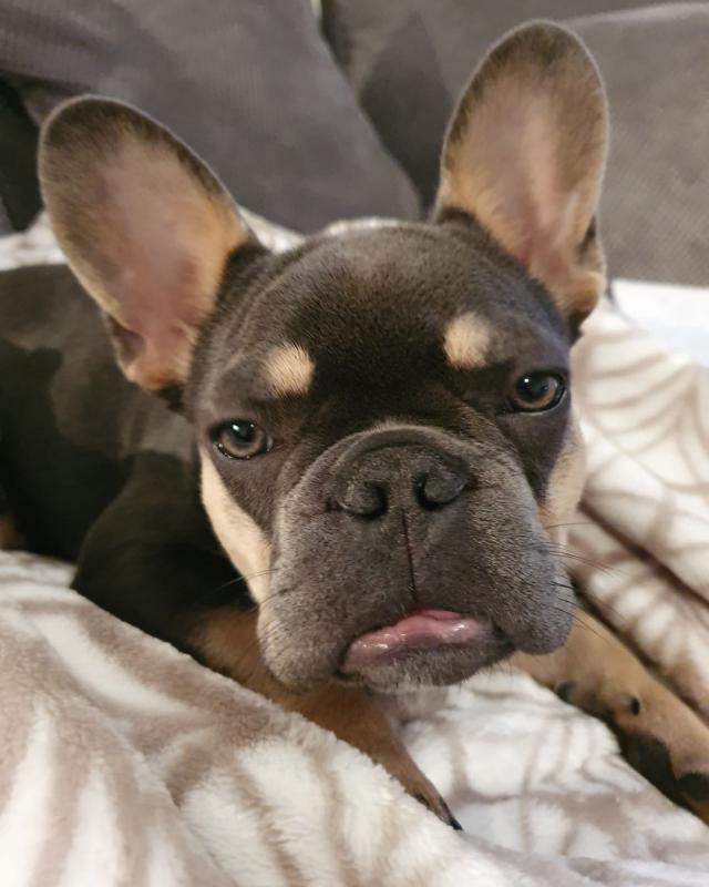 Beautiful French Bulldog Puppies For Adoption Call or send text 424-240-5170 Image eClassifieds4u