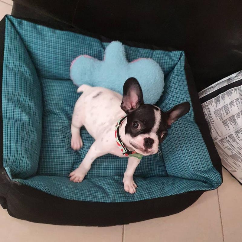 Beautiful French Bulldog Puppies For Adoption Call or send text 424-240-5170 Image eClassifieds4u