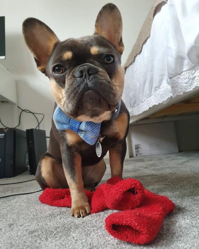 Beautiful French Bulldog Puppies For Adoption Call or send text 424-240-5170 Image eClassifieds4u