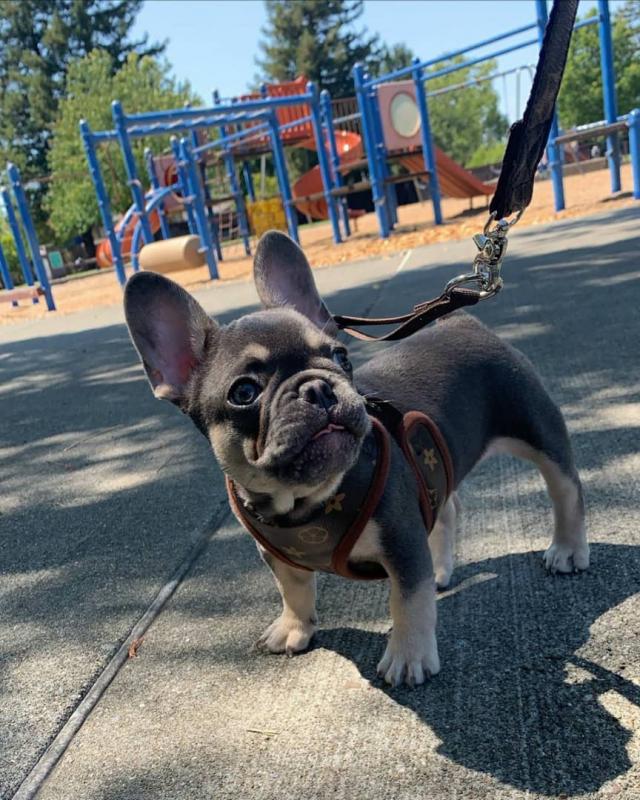 Cute and Adorable French Bulldog puppies for Sale send text 424-240-5170 Image eClassifieds4u