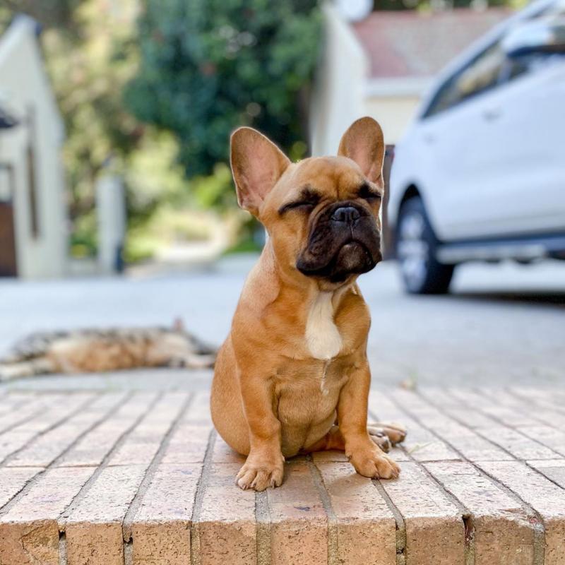 Cute and Adorable French Bulldog puppies for Sale send text 424-240-5170 Image eClassifieds4u
