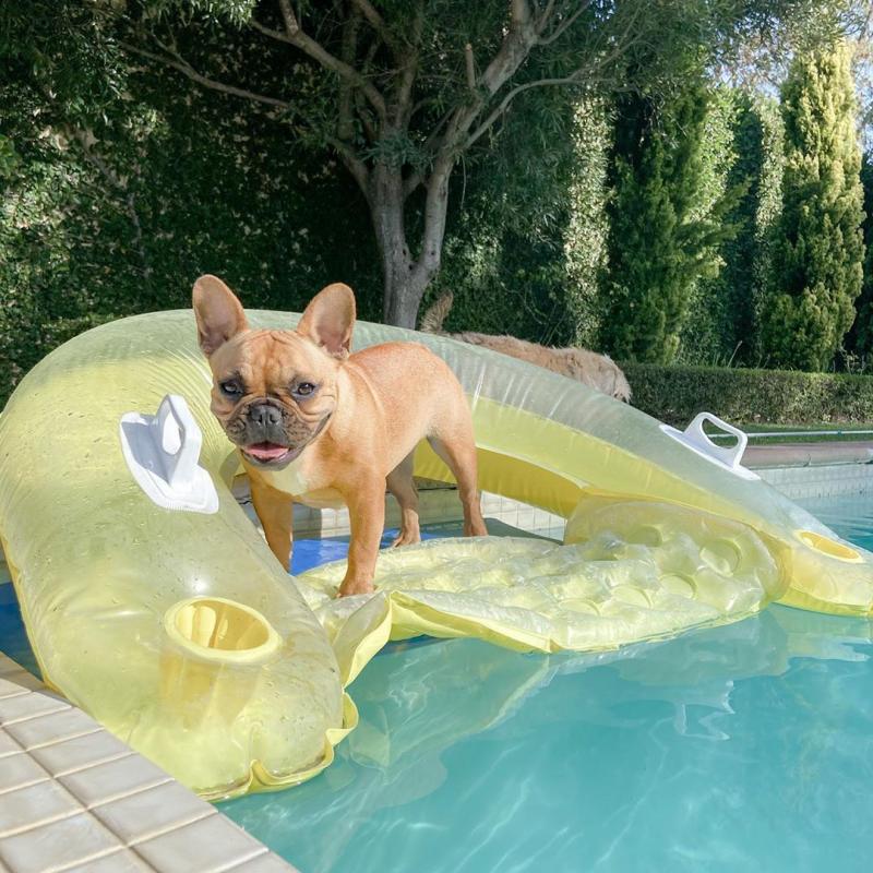 Cute and Adorable French Bulldog puppies for Sale send text 424-240-5170 Image eClassifieds4u