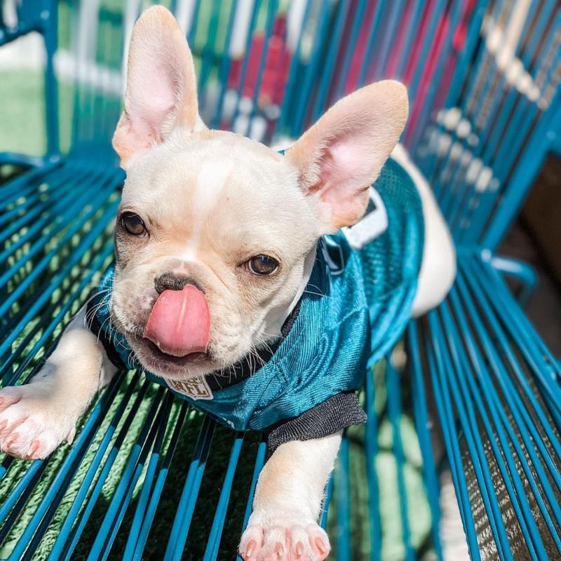 Cute and Adorable French Bulldog puppies for Sale send text 424-240-5170 Image eClassifieds4u