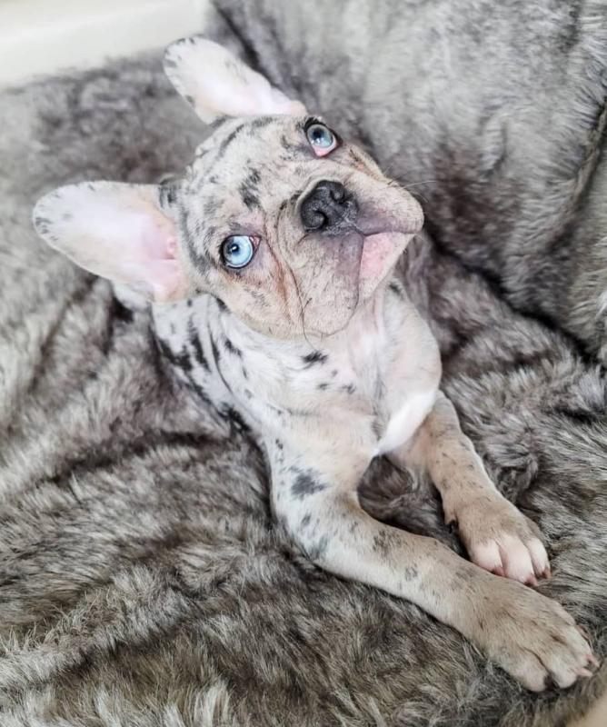 Doll-face French Bulldog puppies Call or send text 424-240-5170 Image eClassifieds4u
