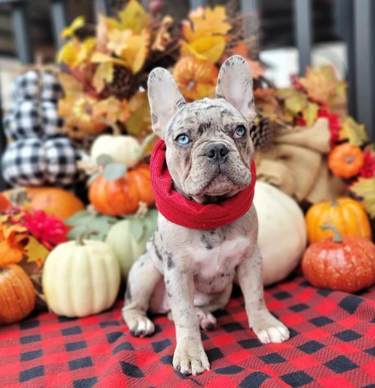 Doll-face French Bulldog puppies Call or send text 424-240-5170 Image eClassifieds4u
