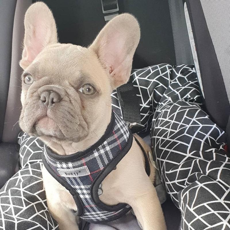 Excellent French bulldog puppies send text 424-240-5170 Image eClassifieds4u