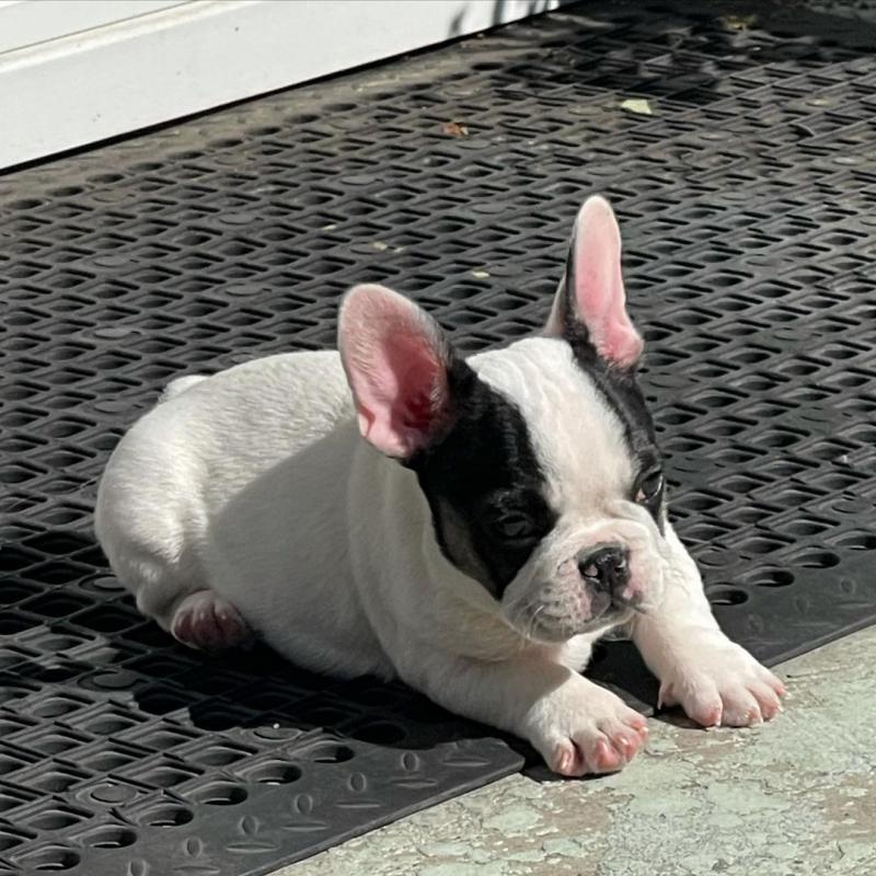 French Bulldog Puppies Call or send text 424-240-5170 Image eClassifieds4u