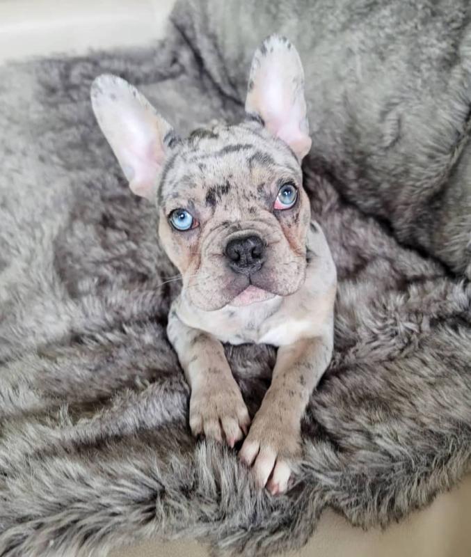 Healthy French Bulldog Puppies Available Call or send text 424-240-5170 Image eClassifieds4u