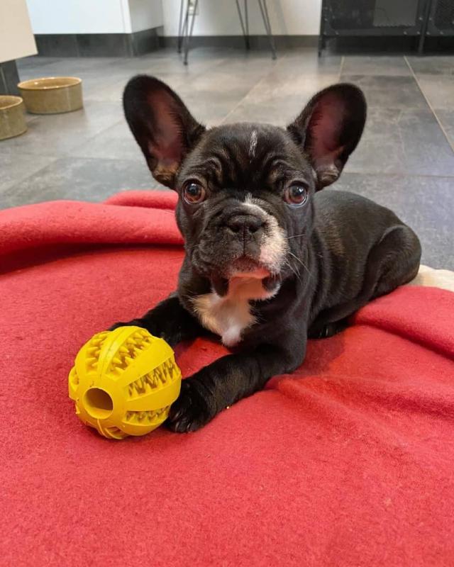 Healthy French Bulldog Puppies Available Call or send text 424-240-5170 Image eClassifieds4u