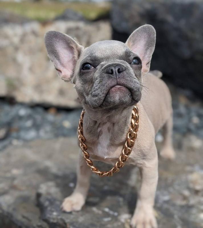 Lovely French Bulldog Puppies Call or send text 424-240-5170 Image eClassifieds4u