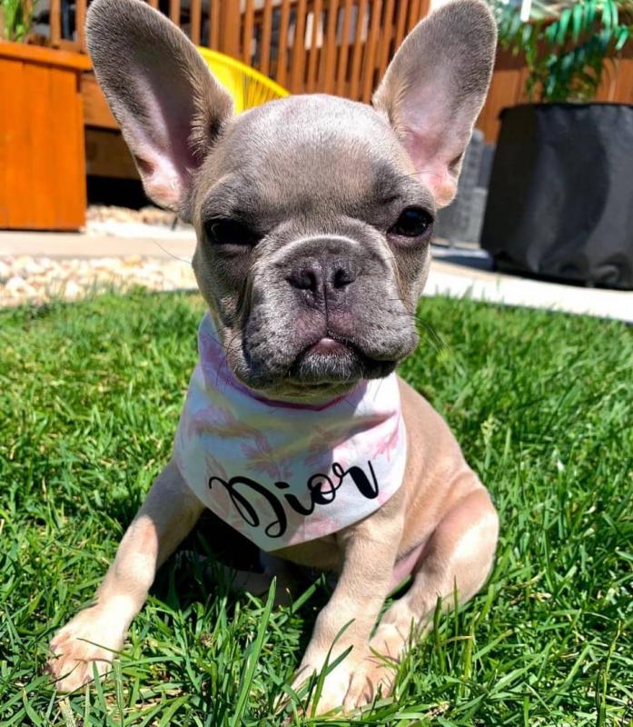 Lovely French Bulldog Puppies Call or send text 424-240-5170 Image eClassifieds4u