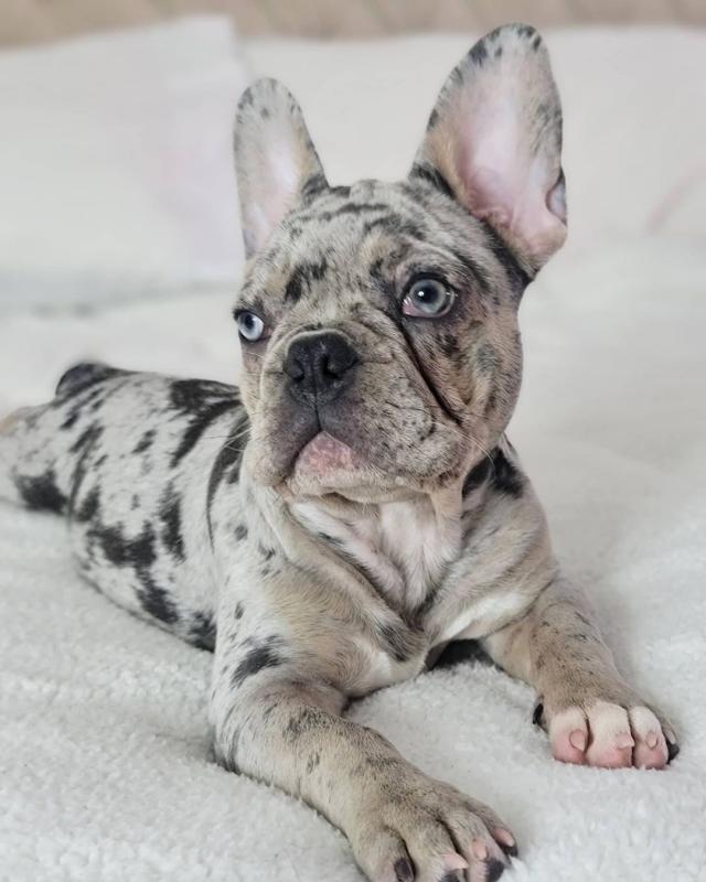 Lovely French bulldog puppies seeking a new home Call or send text 424-240-5170 Image eClassifieds4u